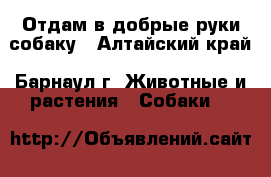 Отдам в добрые руки собаку - Алтайский край, Барнаул г. Животные и растения » Собаки   